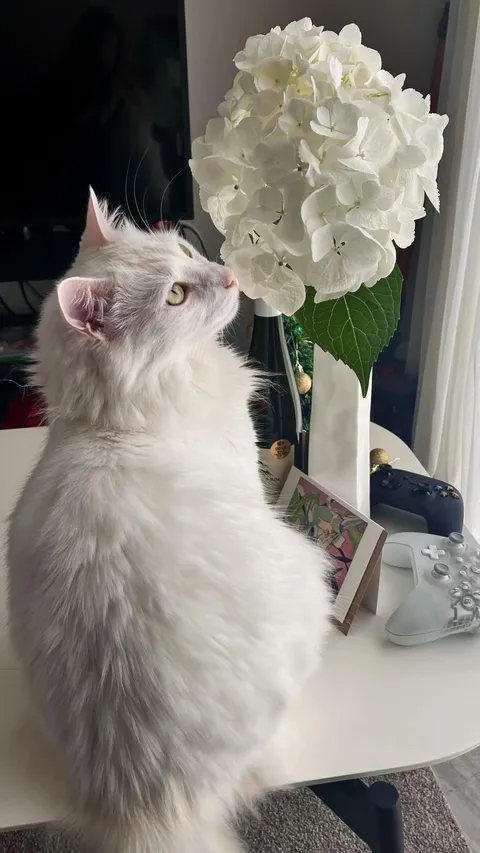 Bobo the white cat